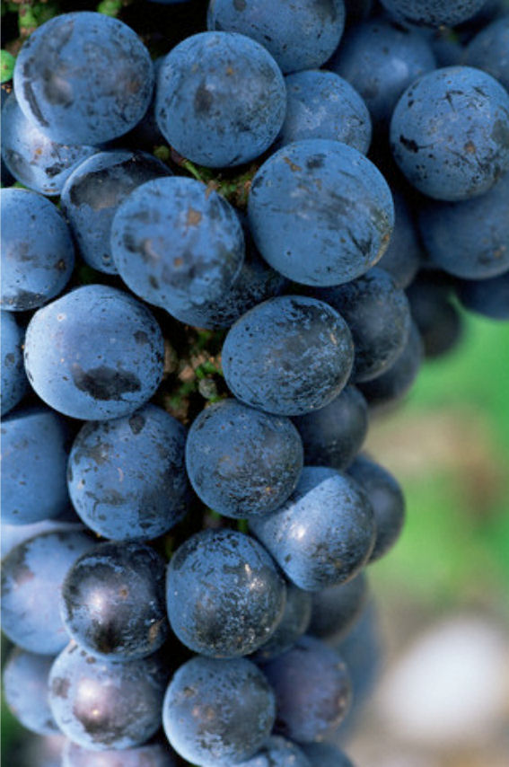 blauwe druiven Blauwe druiven